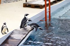 Pinguin auf dem Sprung.