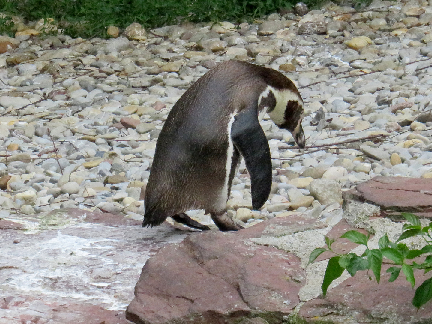 Pinguin auf dem Weg zur Arbeit