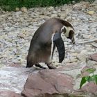Pinguin auf dem Weg zur Arbeit