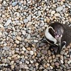 Pinguin auf Kieselsteinen