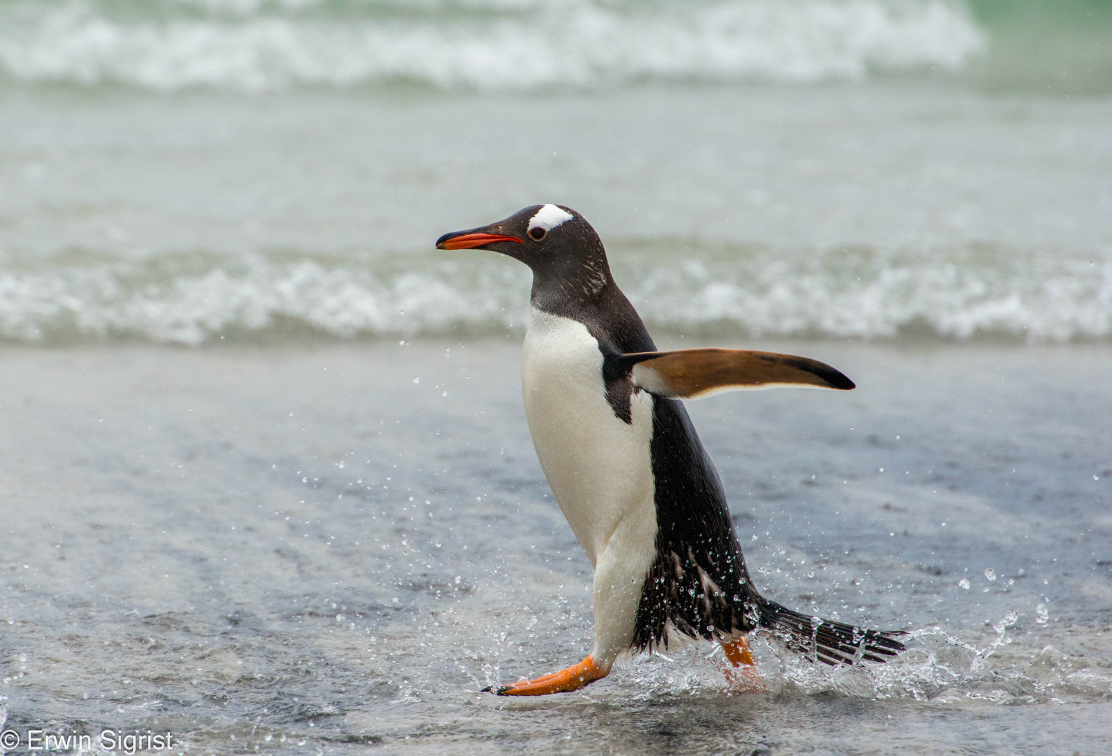 Pinguin auf Saunders Island (Falklands)