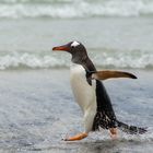 Pinguin auf Saunders Island (Falklands)