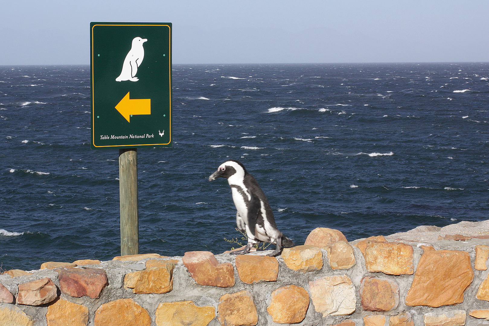 Pinguin auf Wanderschaft