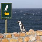 Pinguin auf Wanderschaft