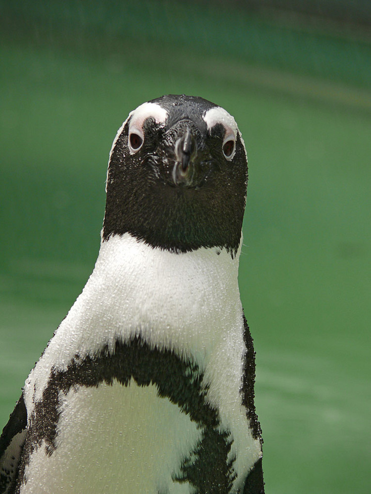 Pinguin