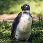 Pinguin