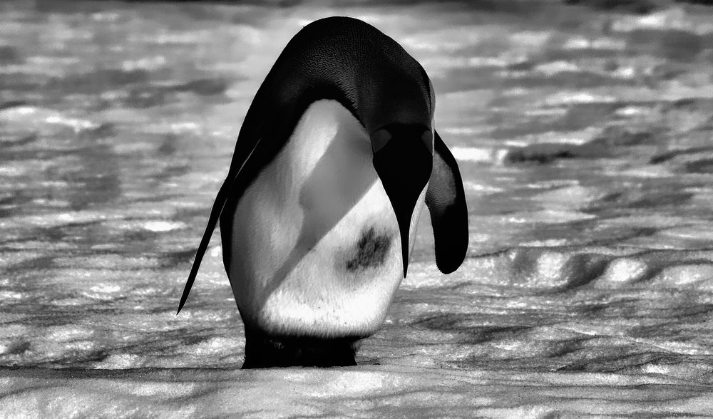 pinguin..