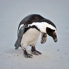 Pinguin bei 30 Grad