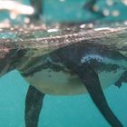 Pinguin bei Bartalomé, Galapagos