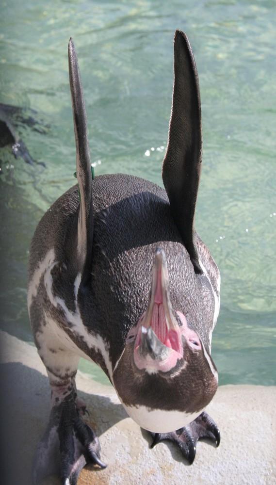 Pinguin bei der Gymnastik