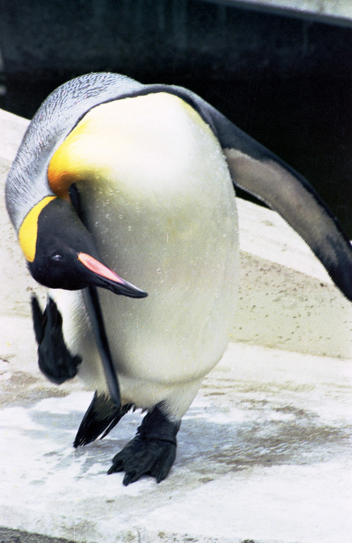 Pinguin bei der Körperpflege (2)