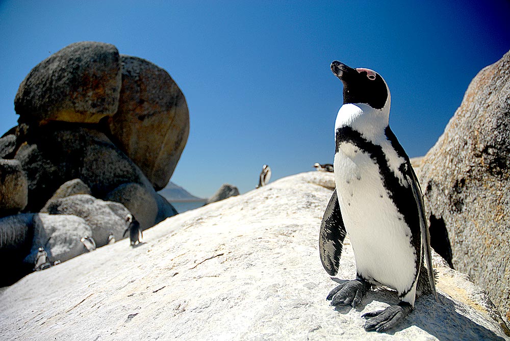 Pinguin bei Simonstown