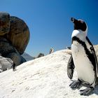 Pinguin bei Simonstown