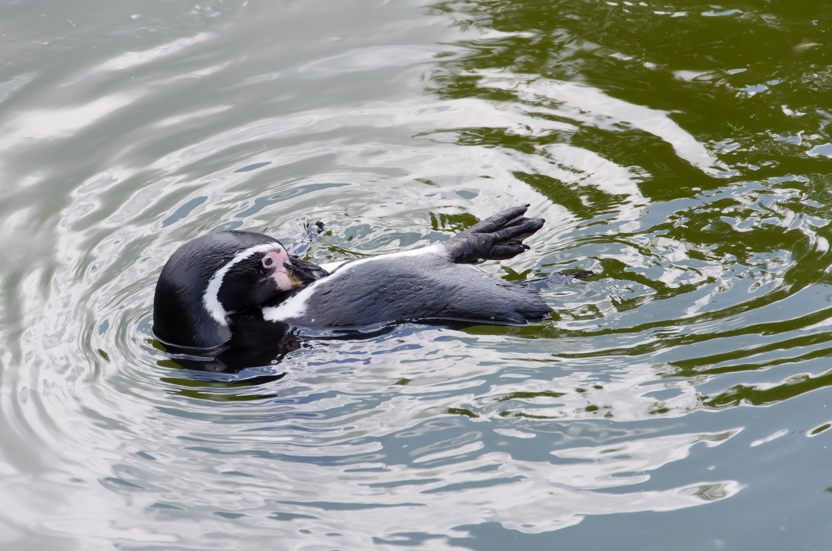 Pinguin beim Baden