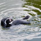 Pinguin beim Baden