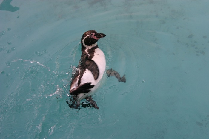 Pinguin beim Baden