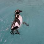 Pinguin beim Baden