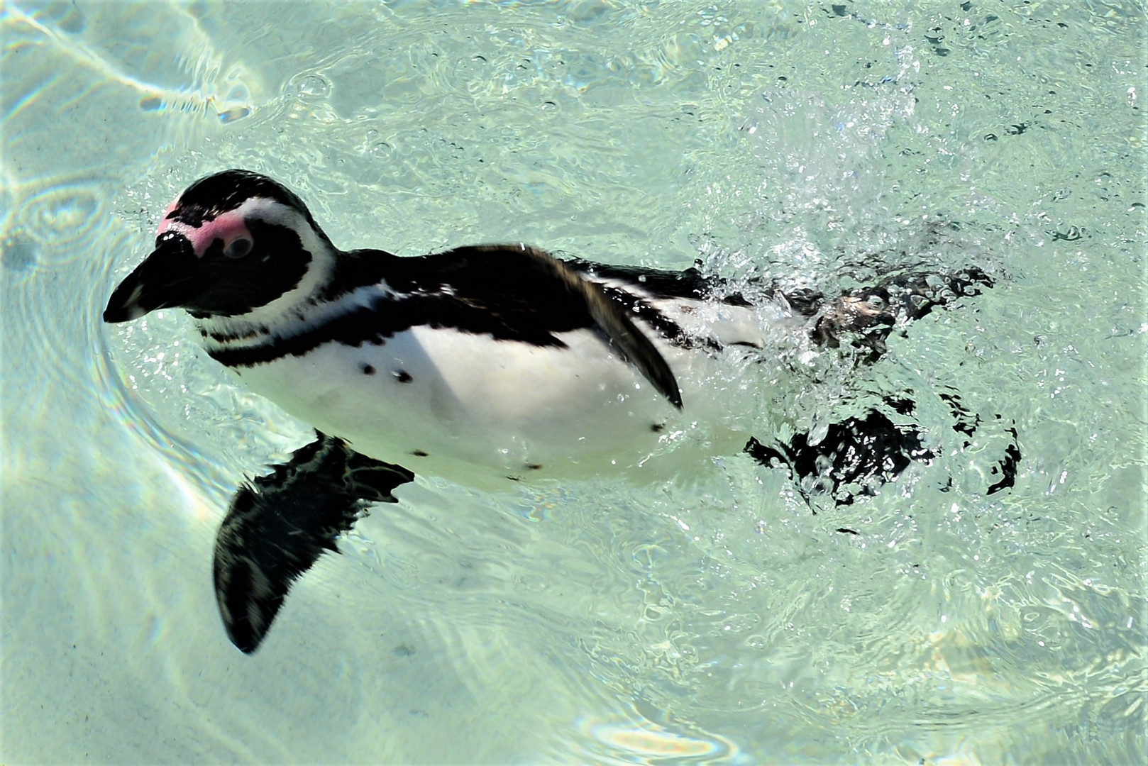 Pinguin beim Brustschwimmen 