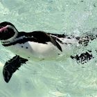 Pinguin beim Brustschwimmen 