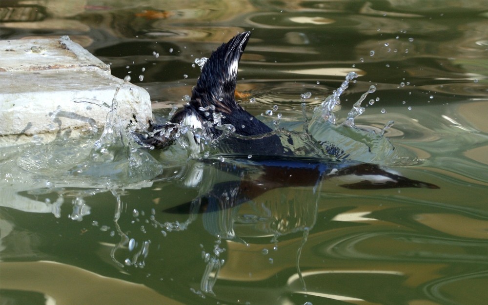 Pinguin beim Eintauchen ins Wasser