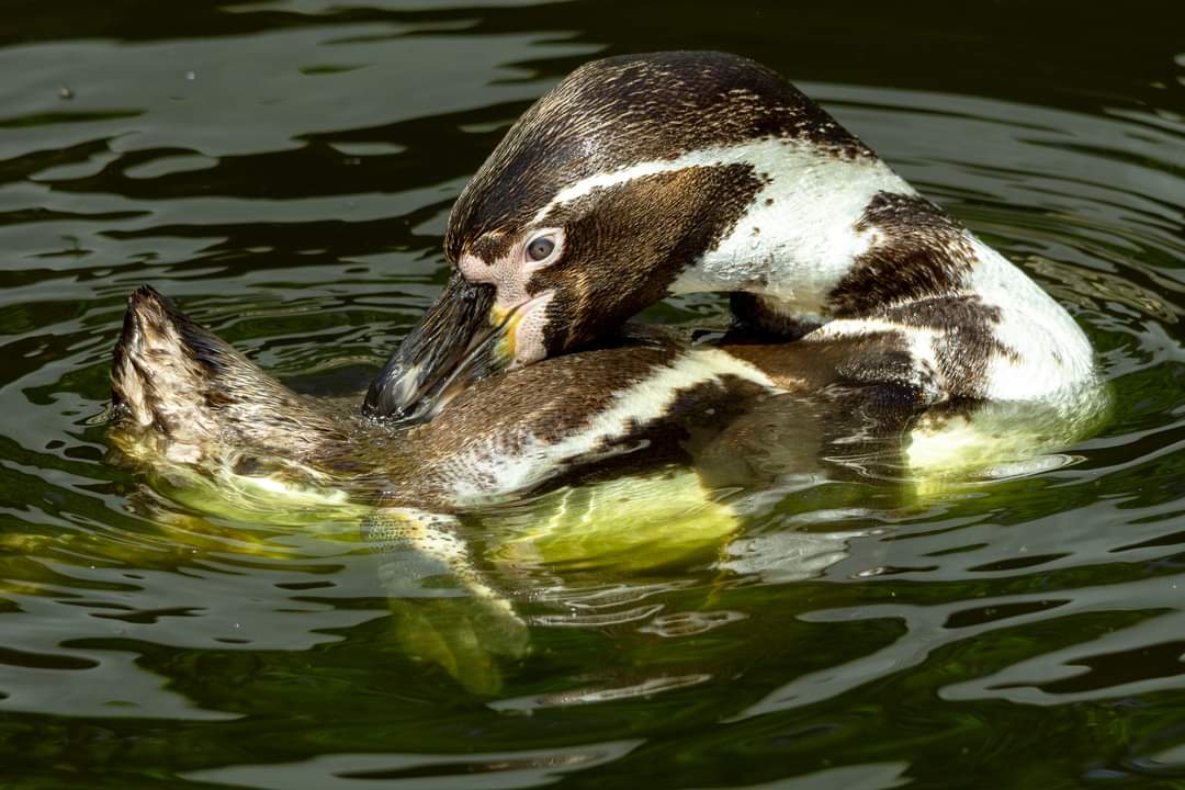 Pinguin beim putzen