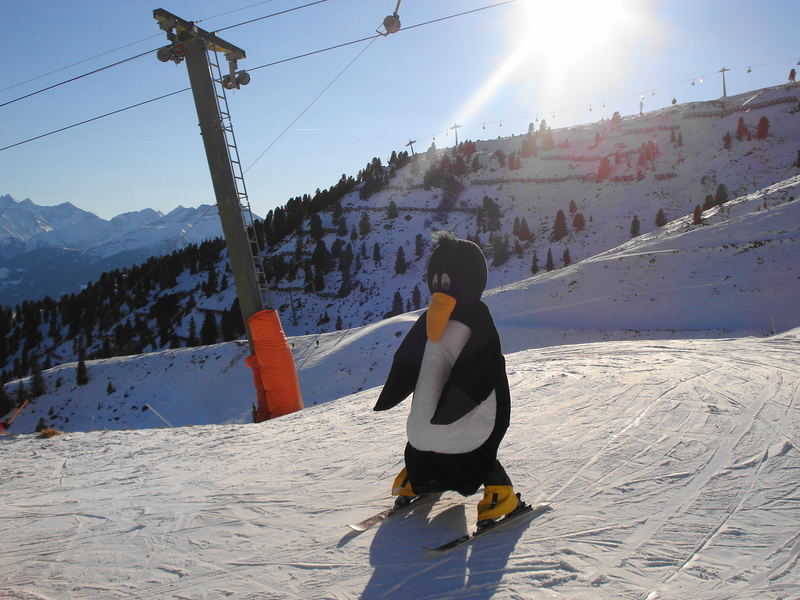 Pinguin beim Ski Alpin