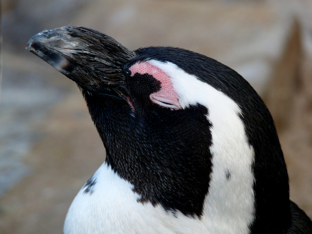 Pinguin beim Sonnenbaden !