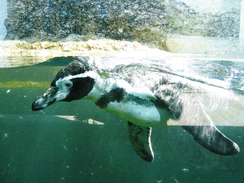 Pinguin beim tauchen