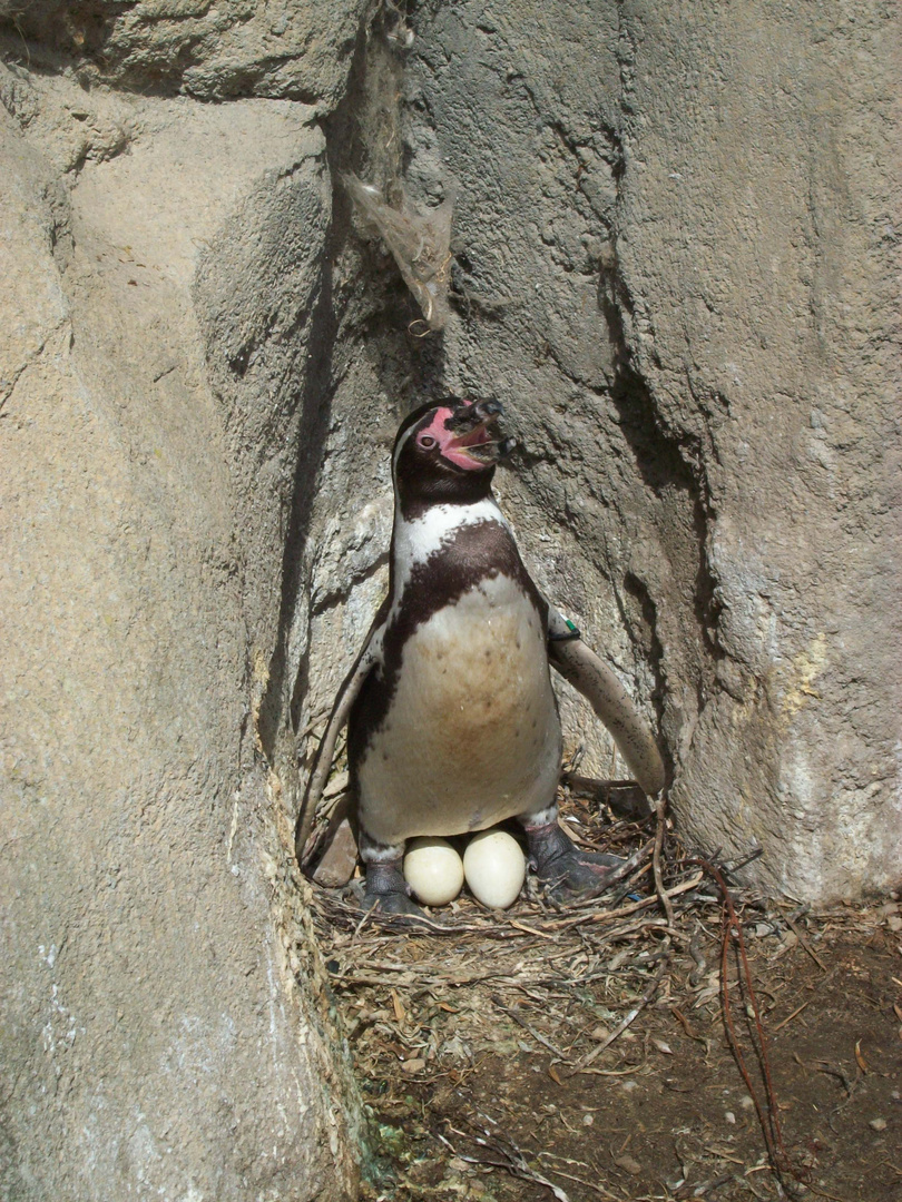 Pinguin bewacht seine Eier