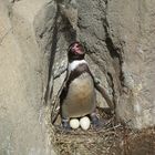 Pinguin bewacht seine Eier