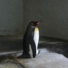 Pinguin