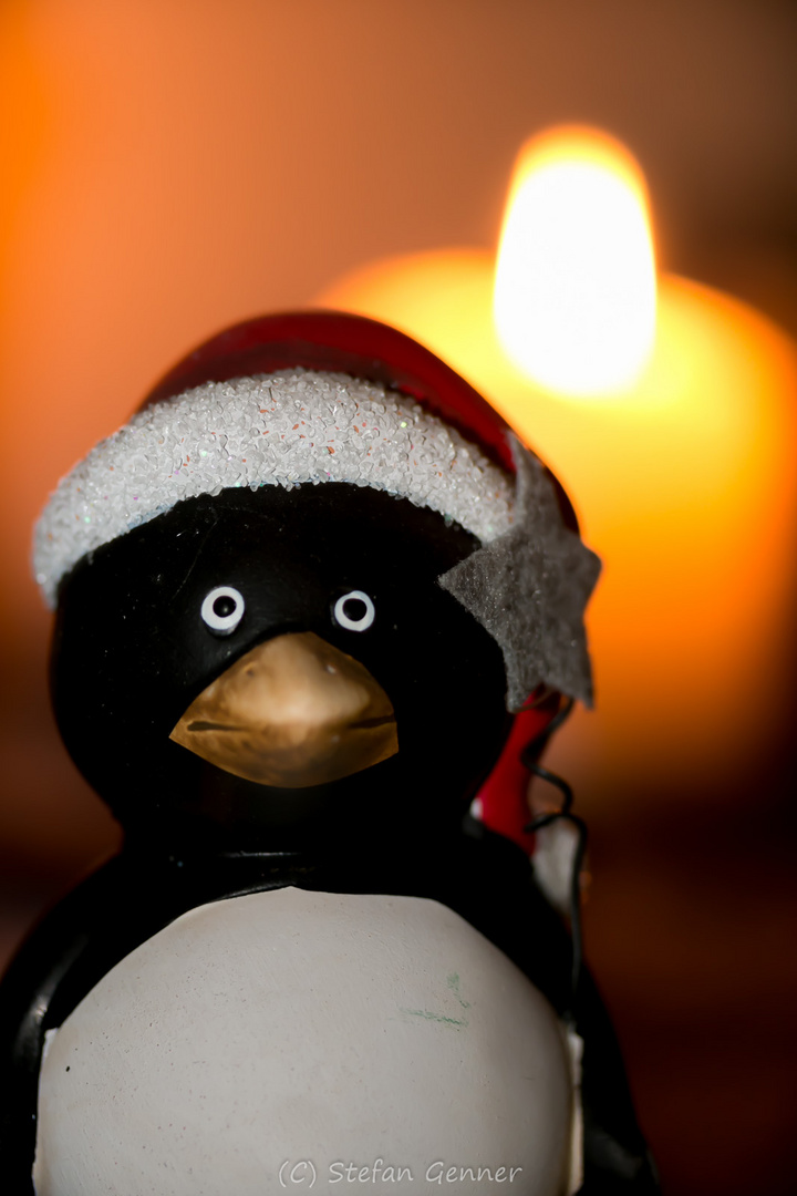 Pinguin Bokeh