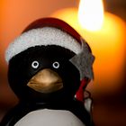 Pinguin Bokeh