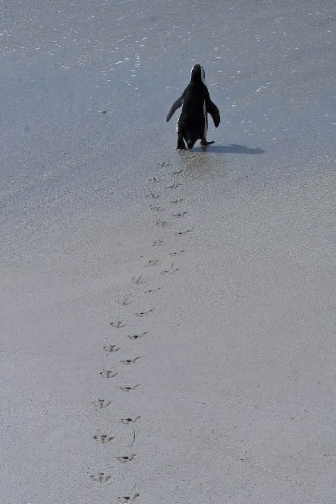 Pinguin Boulder Südafrika