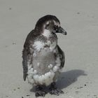 Pinguin Boulders beach Südafrika