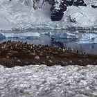 Pinguin Brutkolonie in der Antarktis