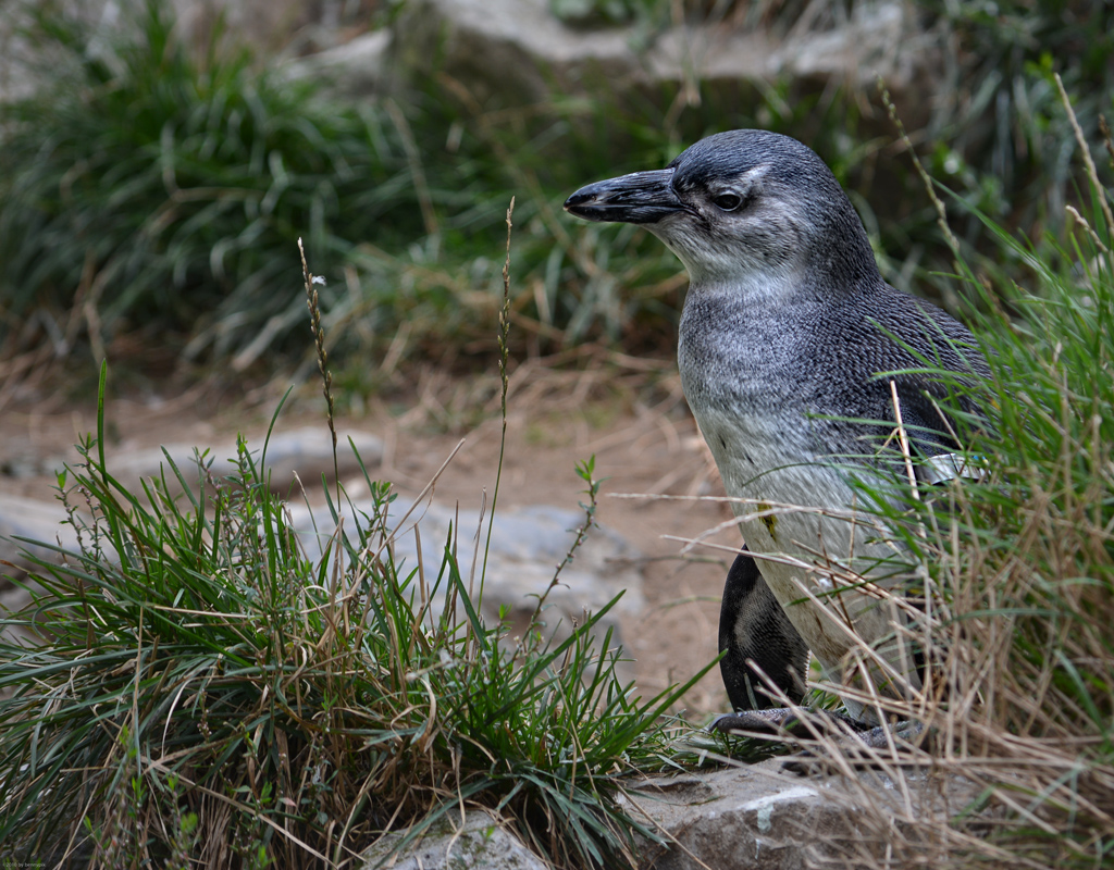 Pinguin Burgers Zoo