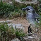 Pinguin Burgers Zoo