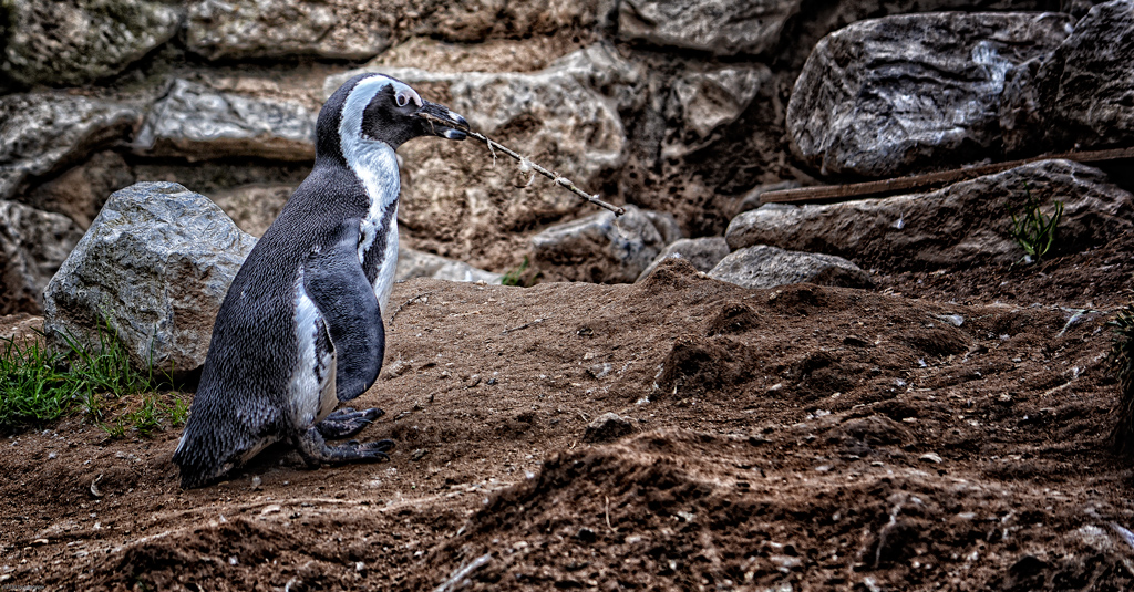 Pinguin Burgers Zoo 2