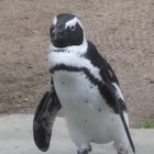 pinguin