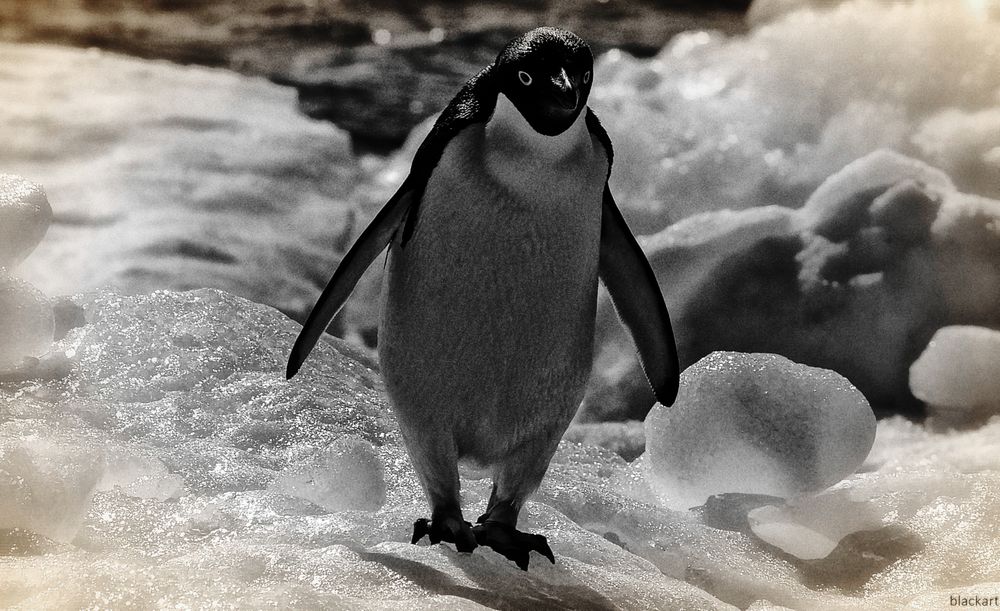 pinguin ...