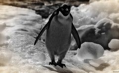 pinguin ...