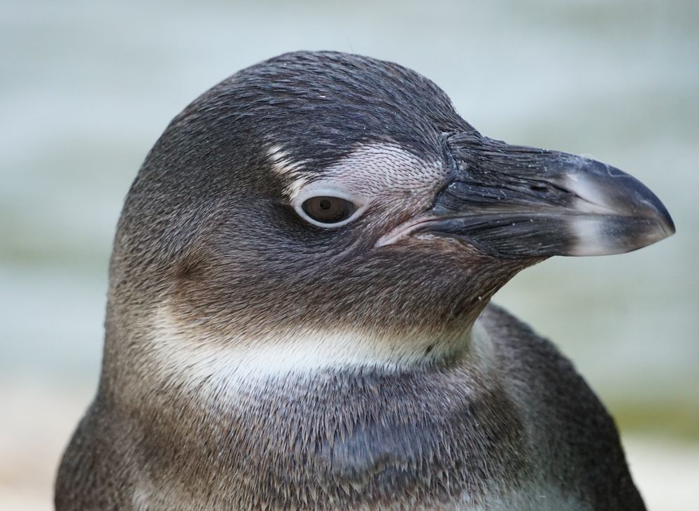 Pinguin Foto & Bild | tiere, zoo, wildpark & falknerei, vögel Bilder ...