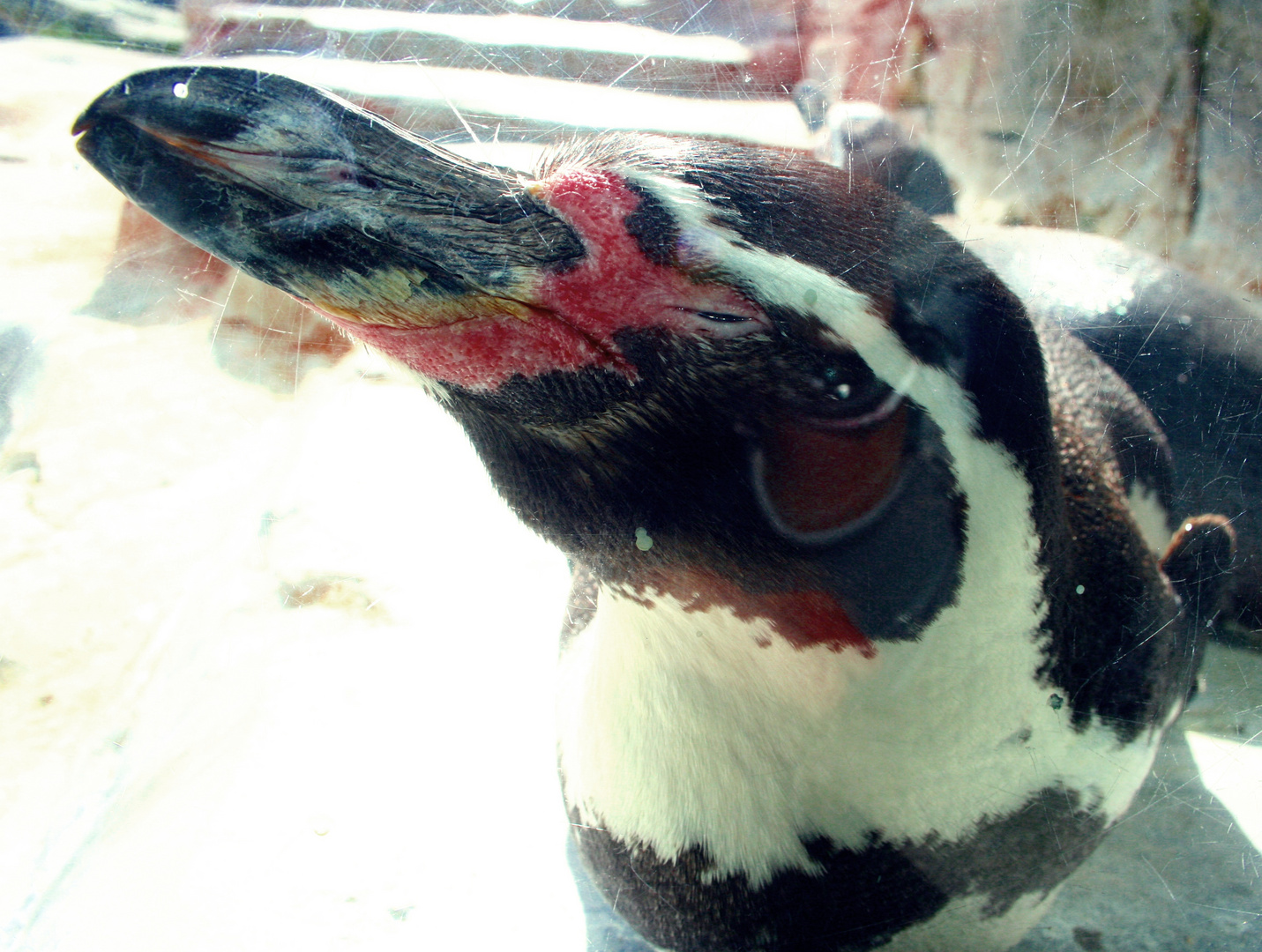 Pinguin