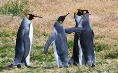 Pinguin chat