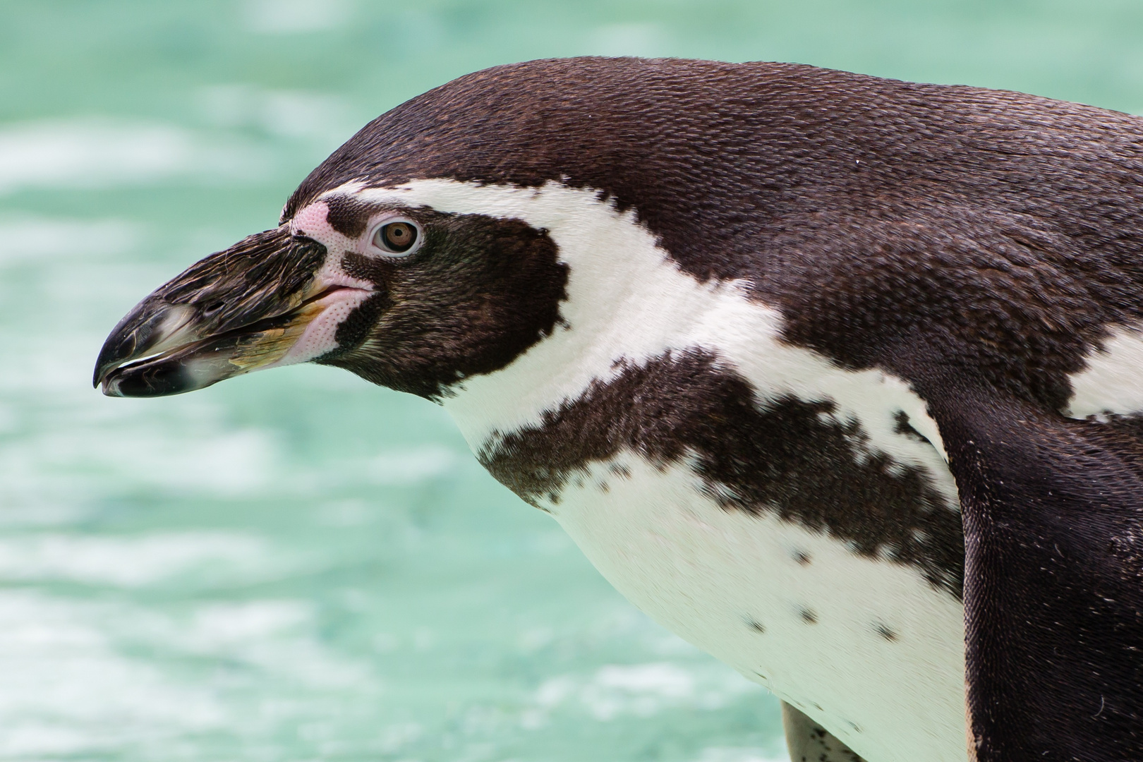 Pinguin Closeup (Jaderpark, Jaderberg)