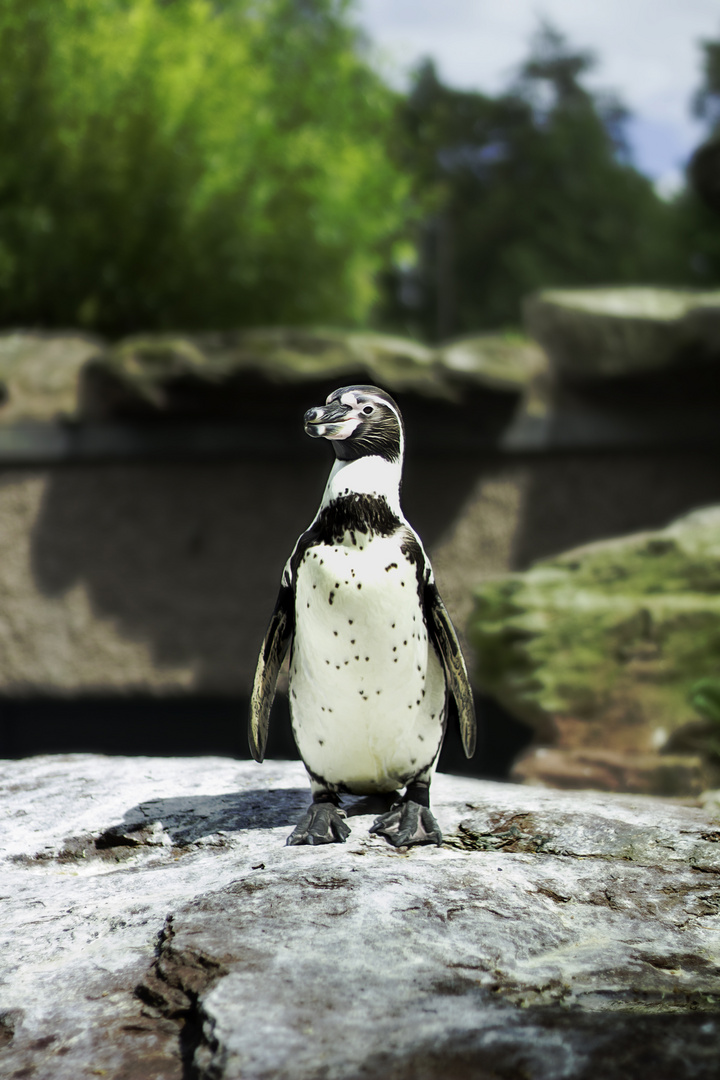 Pinguin