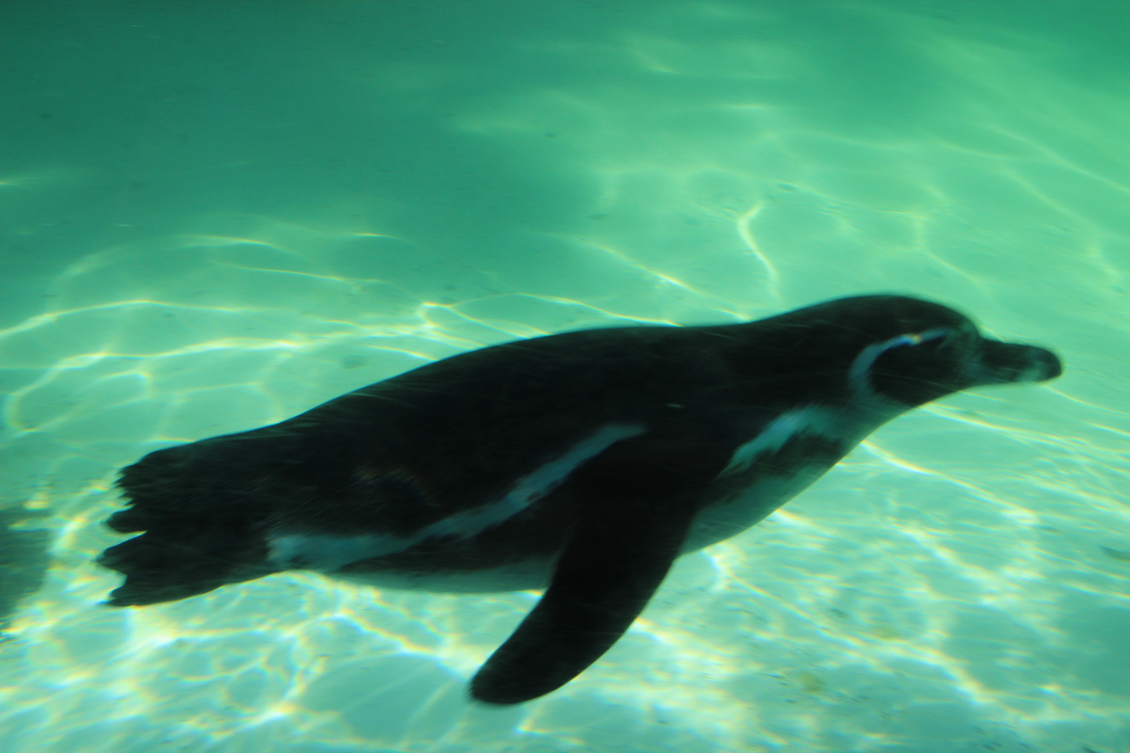 Pinguin Foto & Bild | tiere, zoo, wildpark & falknerei, zoolandschaften