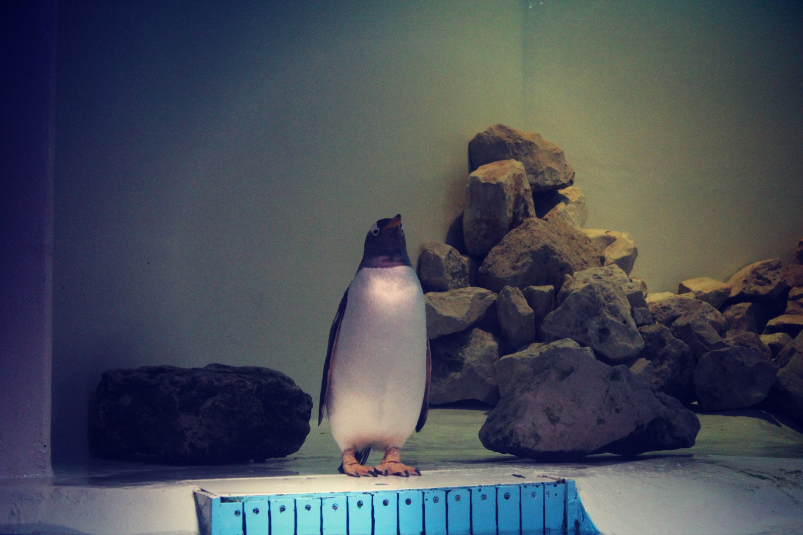 pinguin :)