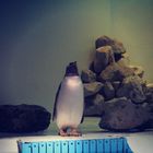 pinguin :)